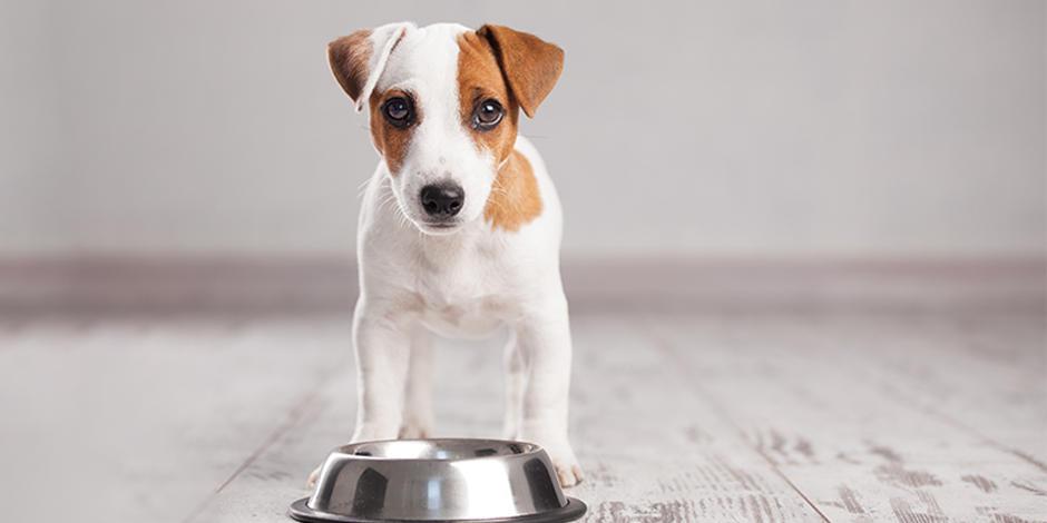 purina-por-que-mi-perro-no-quiere-comer