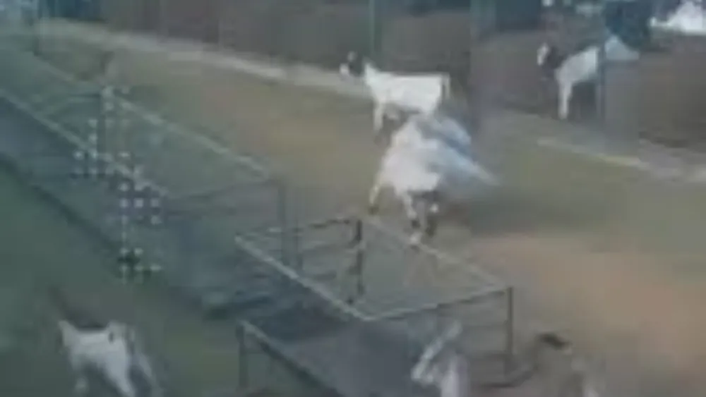 Cabra genera pánico