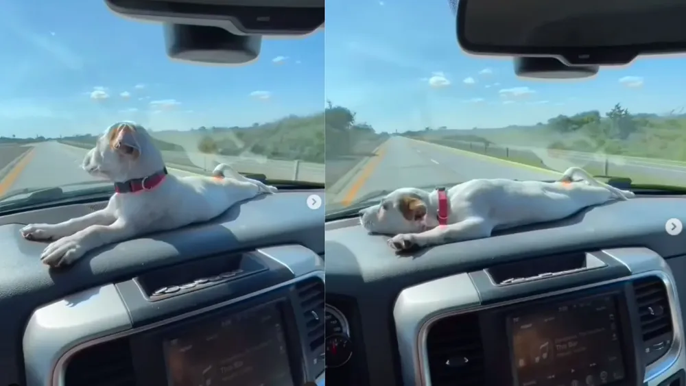 El Perrito Viajero Una Aventura Adorable en el Torpedo del Auto