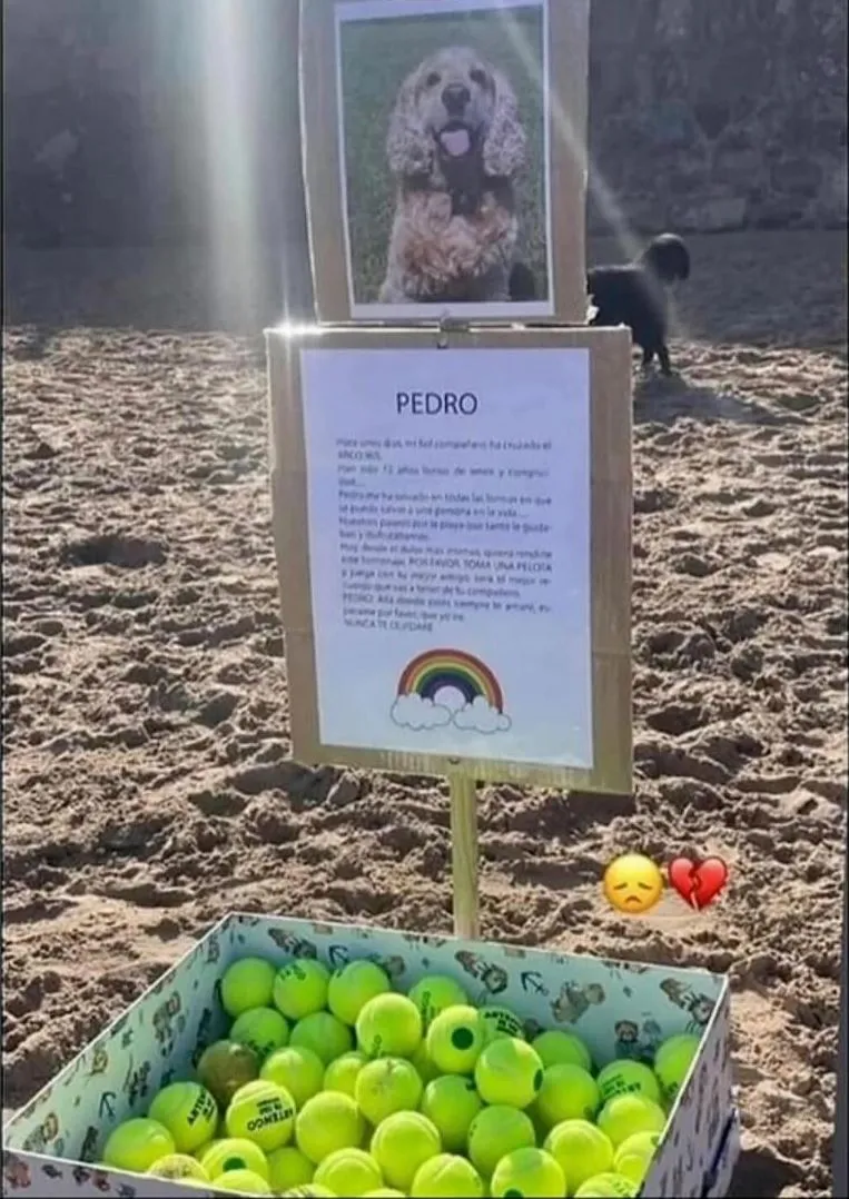 Un mensaje cargado de mucho amor y mostrando el agradecimiento eterno por quien hizo que tu vida haya sido mejor gracias a tu existencia ...#perrosfelices #ADOPTANOCOMPRES #perrosdeinstagram #p (1)