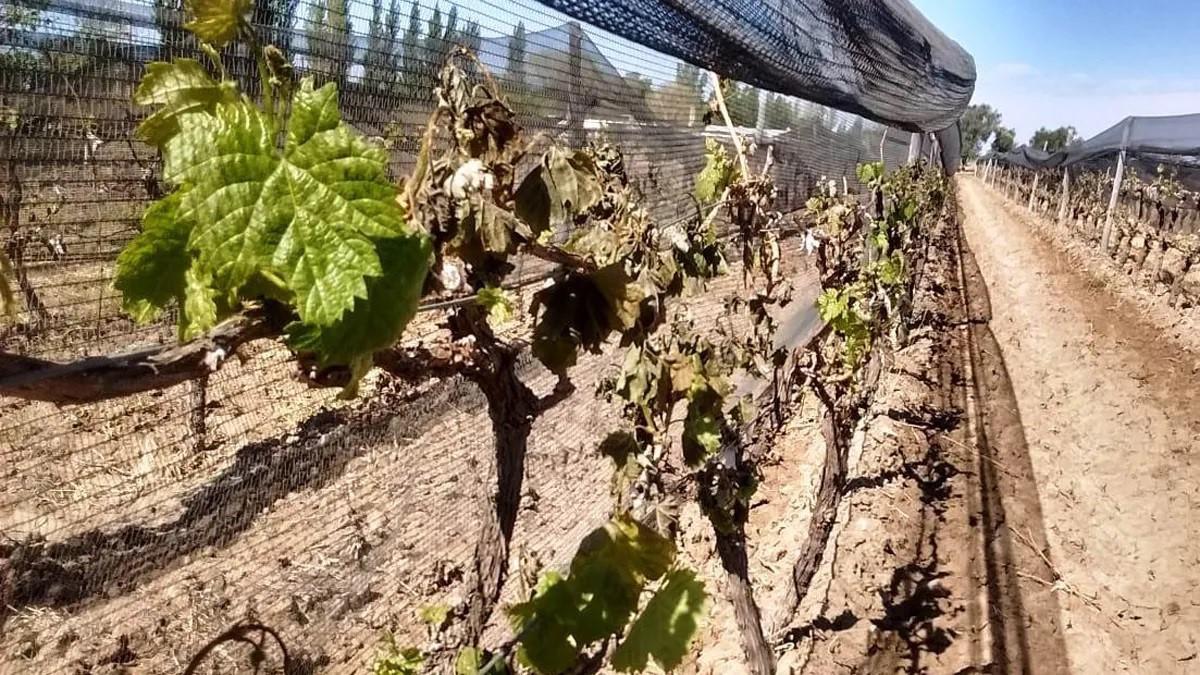 viñas