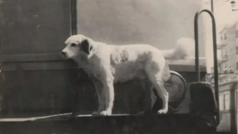 Lampo el perro que viajaba en trenes
