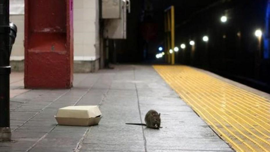 ratas