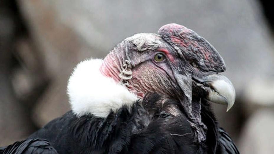 condor