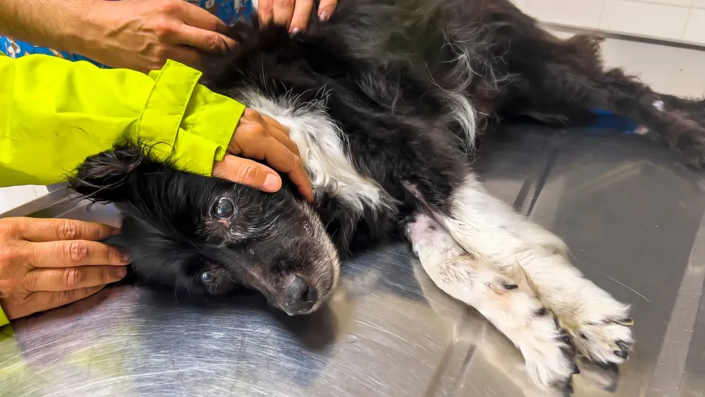 Perder una mascota