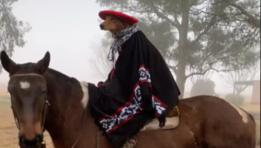 preguntale-el-perro-gaucho
