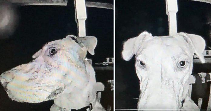 Perro-desaparecido-regresa-a-casa-y-toca-el-timbre-a-las-3-de-la-madrugada-696x365