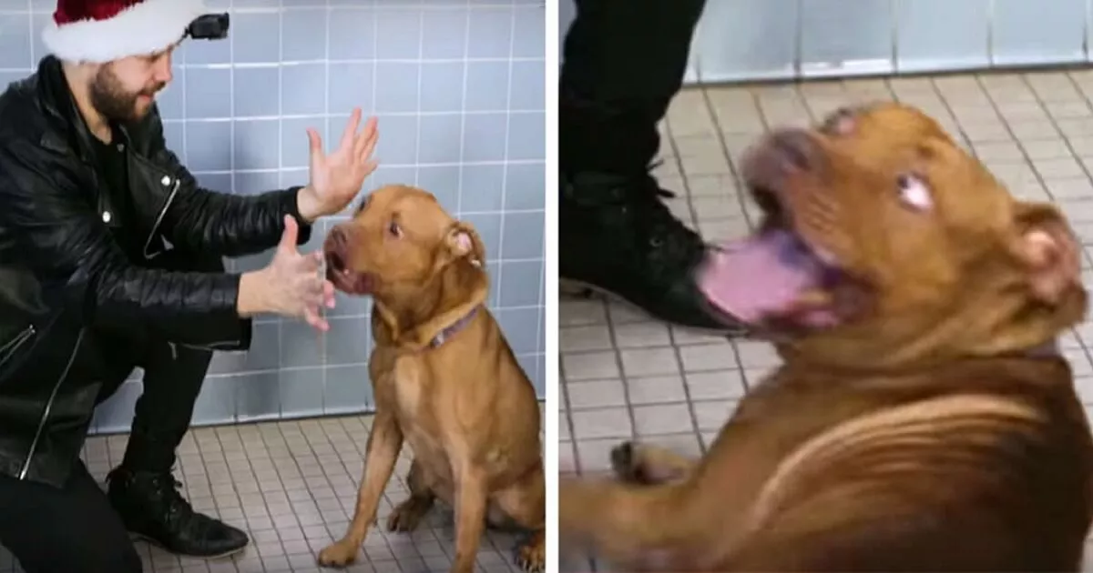 MAGIA PARA PERROS