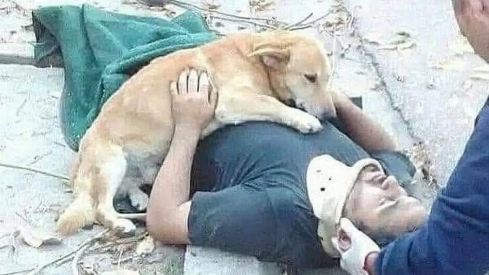Perrito acompaña a su dueño accidentado