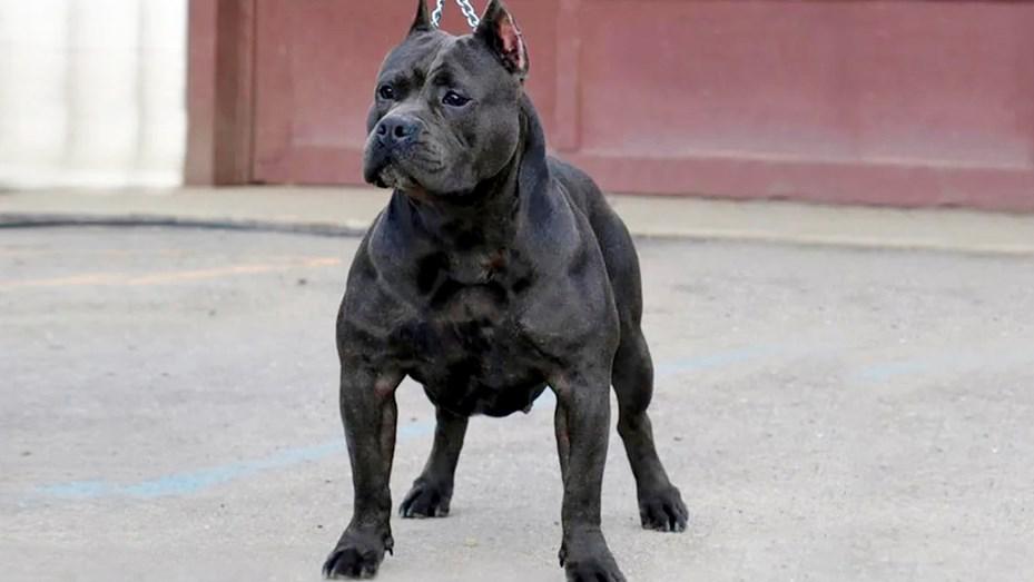 pitbull