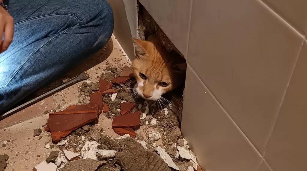 1663932375704gato - banera