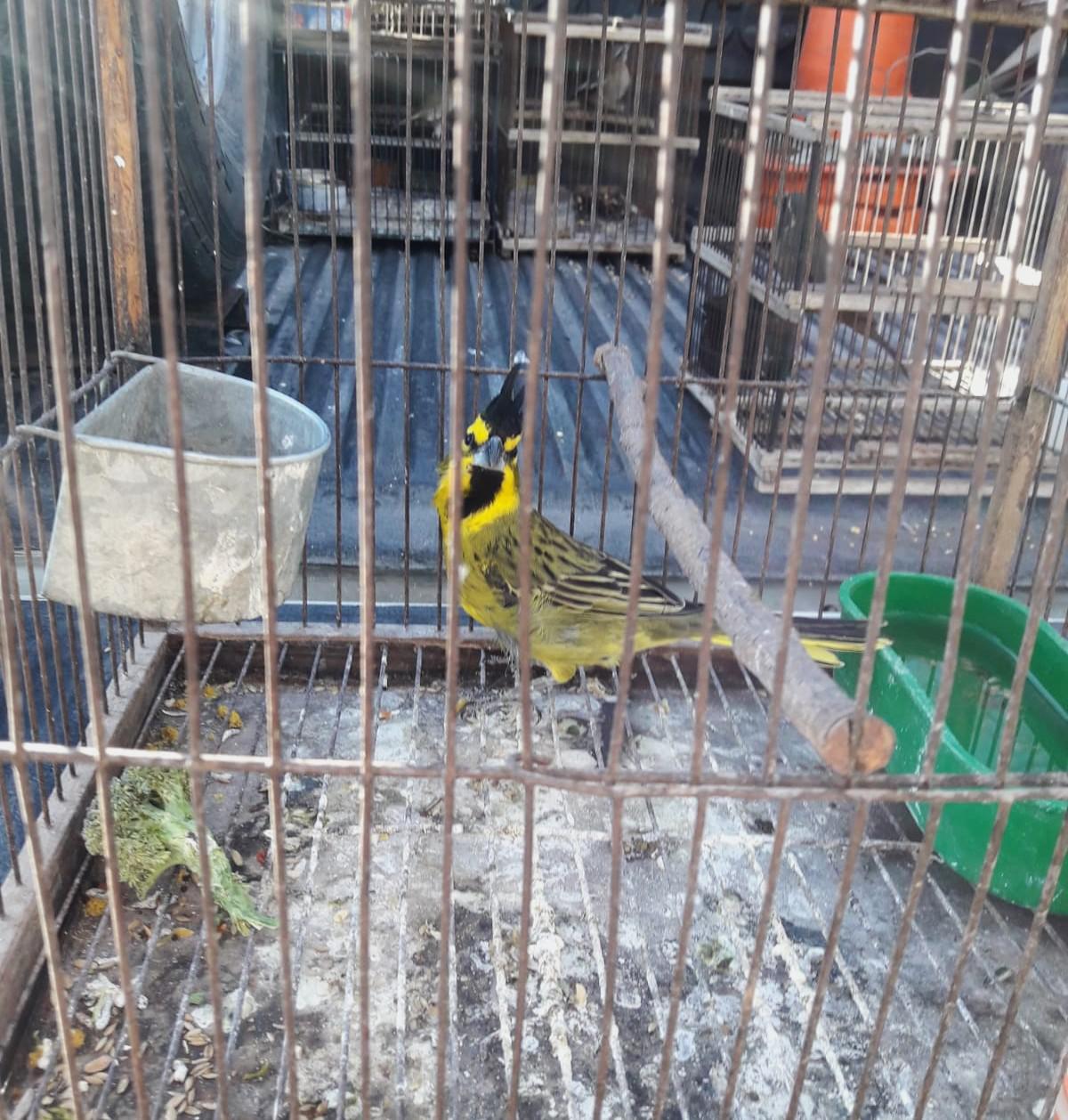 Rescate25AvesTupungato2