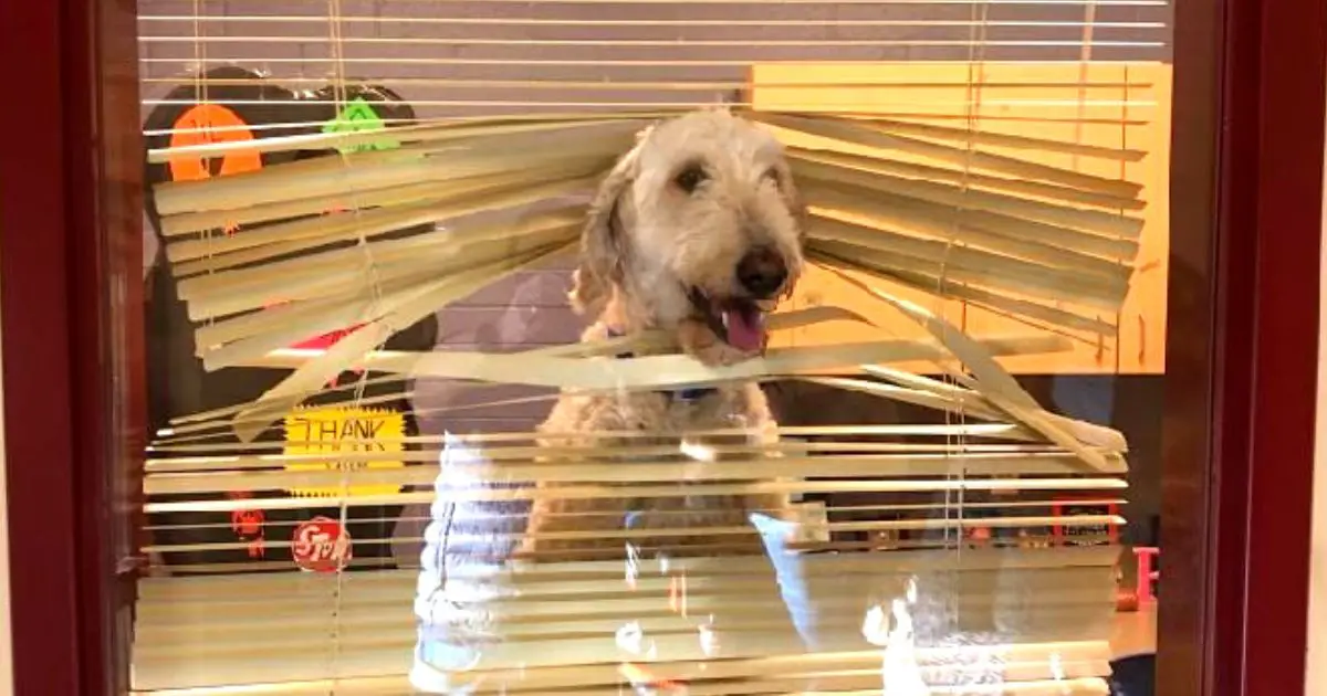 perro-oficina