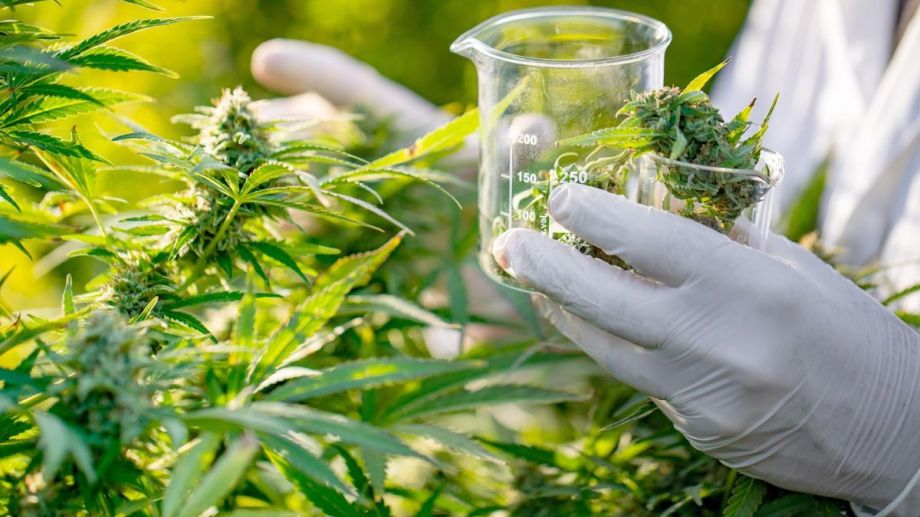 cannabis