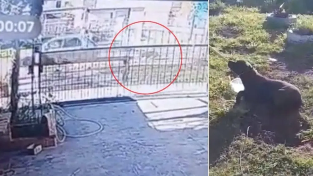 Maltrato animal en Mar del Plata