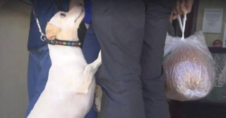 perrito8-750x393