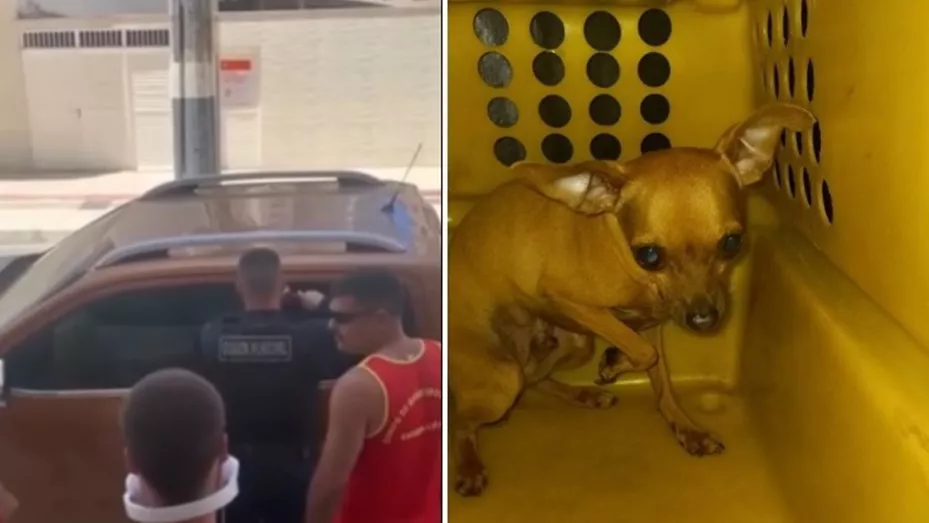 perro