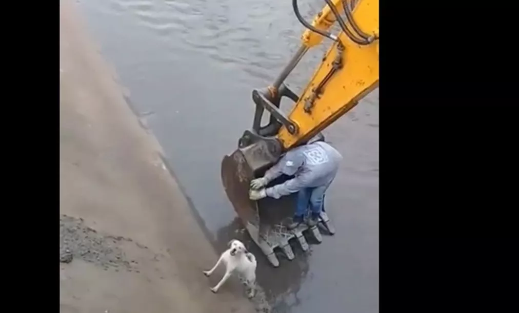 perrito