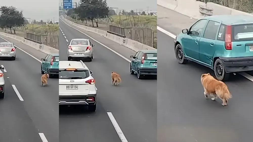 Perrito rescatado de un autopista