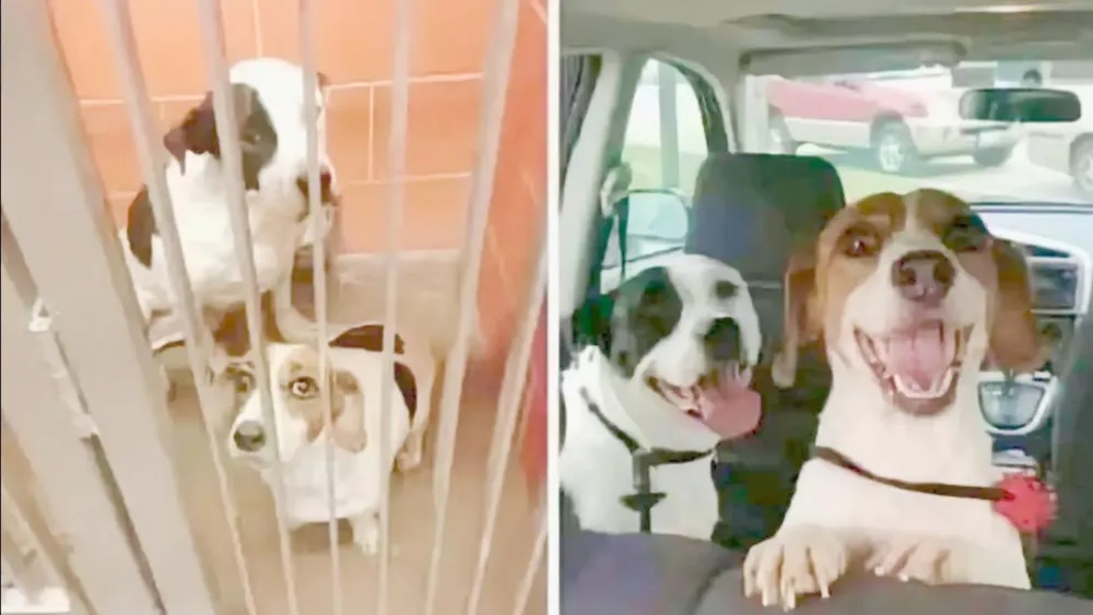 Perritos adoptados