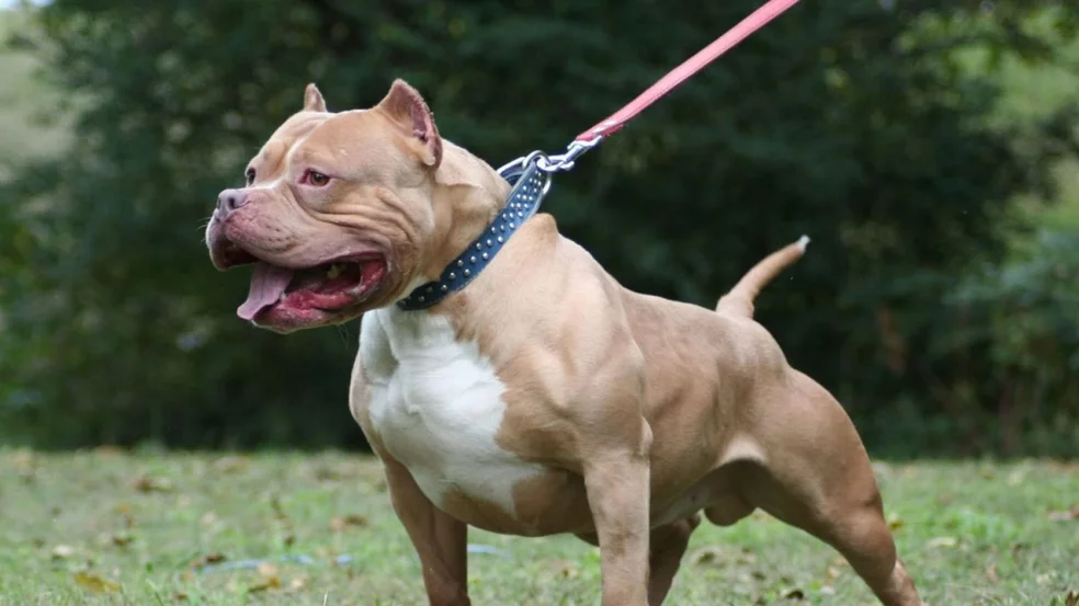 pitbull-ataque-jujuy-jpg.