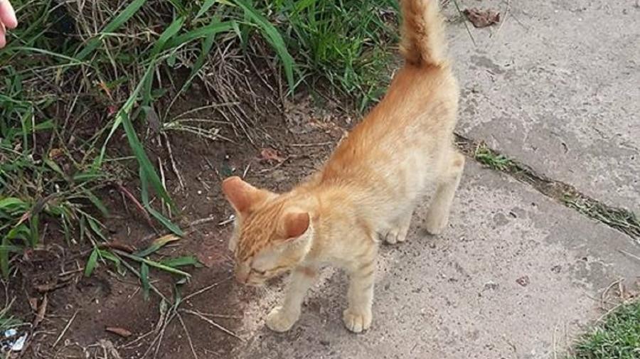 GATO