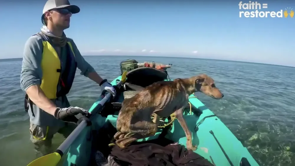 Perrito rescatado de una isla desierta