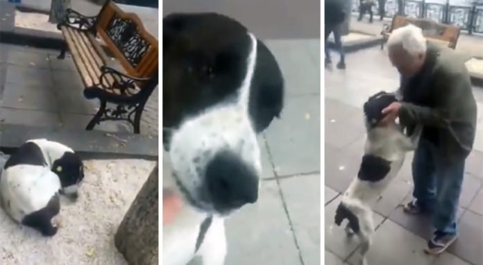 Abuelo-se-reencuentra-con-su-perro-perdido-despues-de-tres-años-696x382