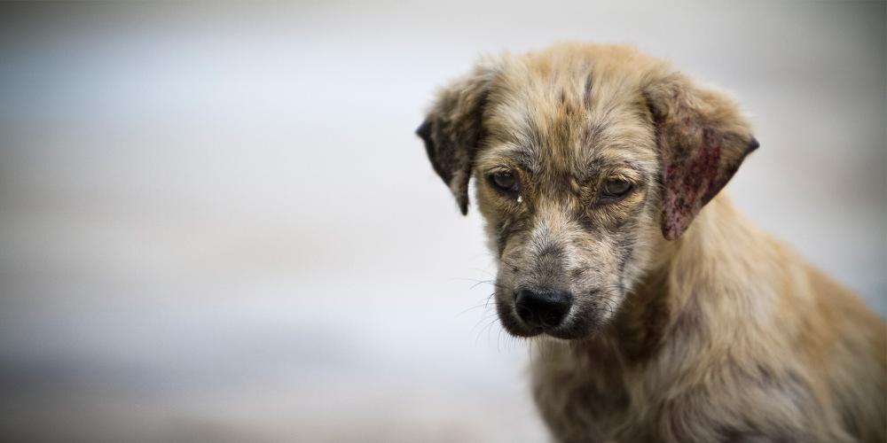 perro-abandonado-2