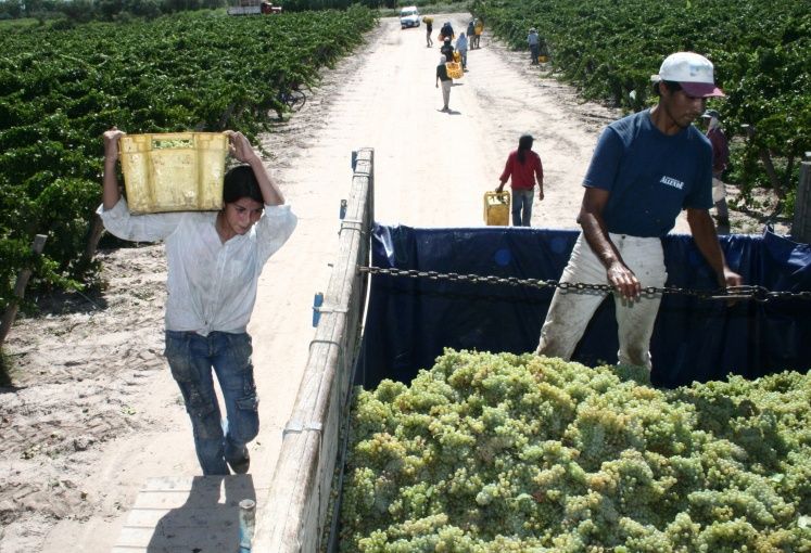 productores-viñateros