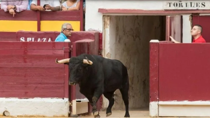 torito_1_crop1663242427423.jpg_1833193316