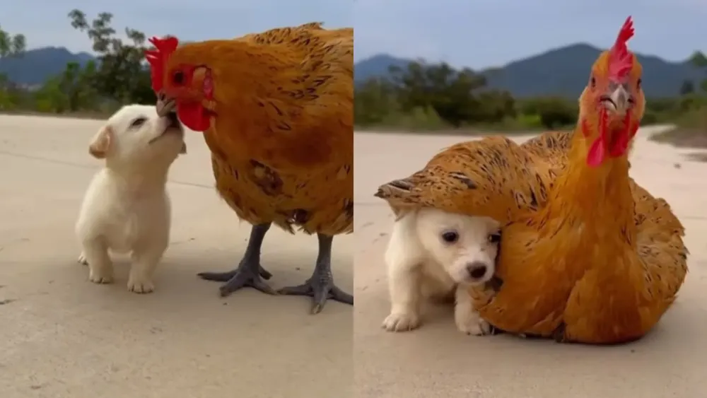 Amistad entre perrito y gallina