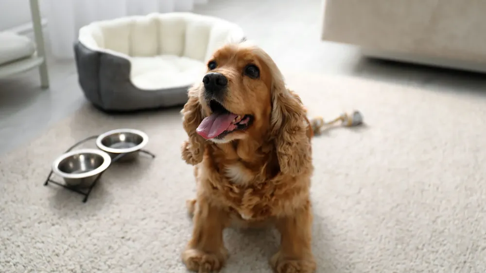 Guarderías para perros en mendoza