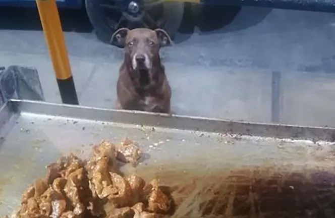 perrito-callejero-notigram