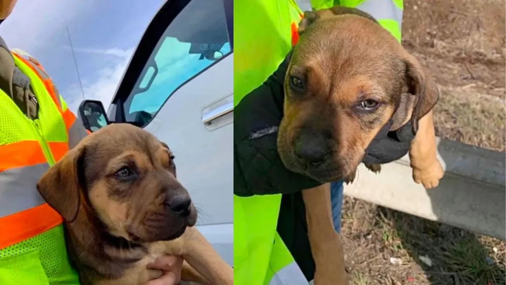 Perrito rescatado de la basura