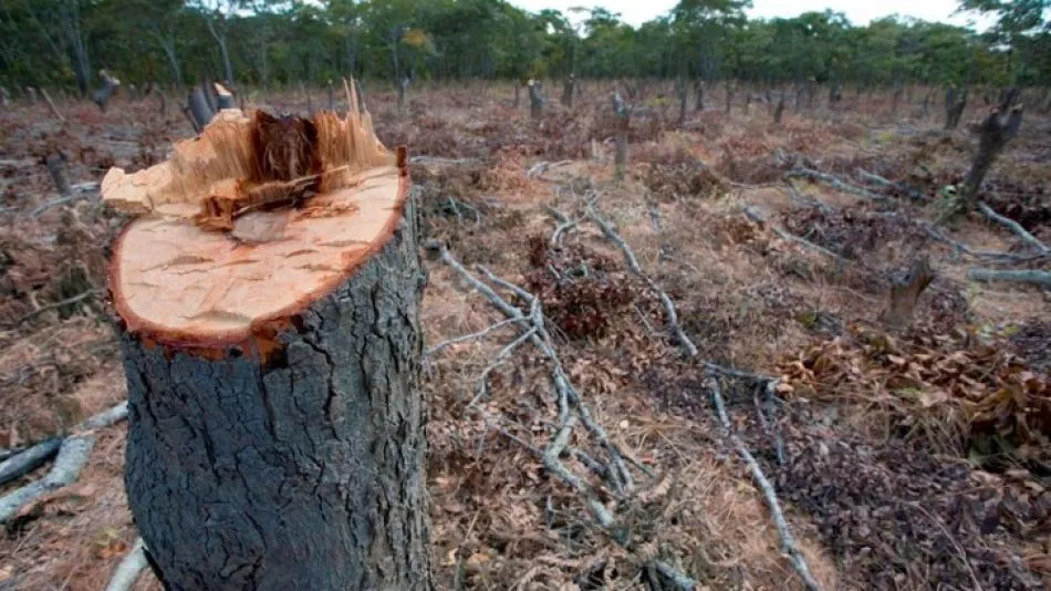 deforestacion-1010583