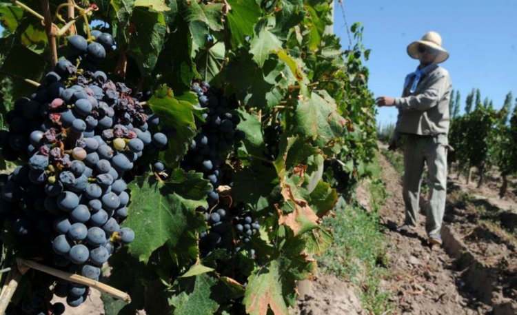 viñedos-mendoza