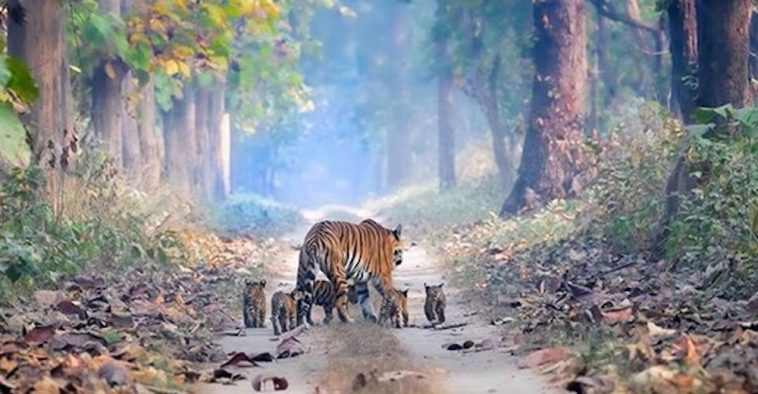 tigre-cachorros-bosque-india-fb-758x394