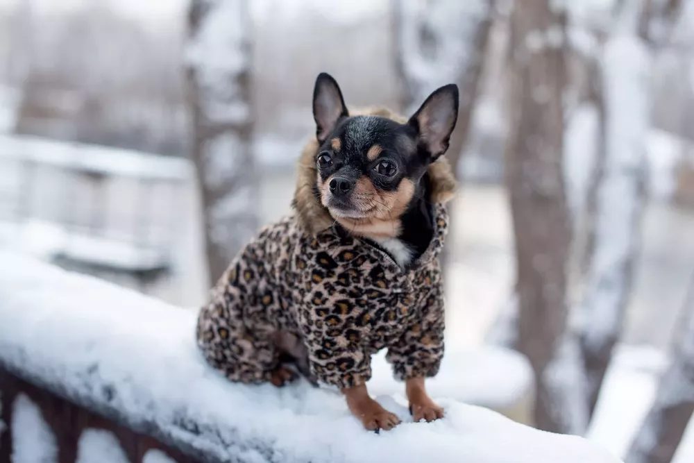 bigstock-small-dog-jacket-cold-in-the-w-350083486