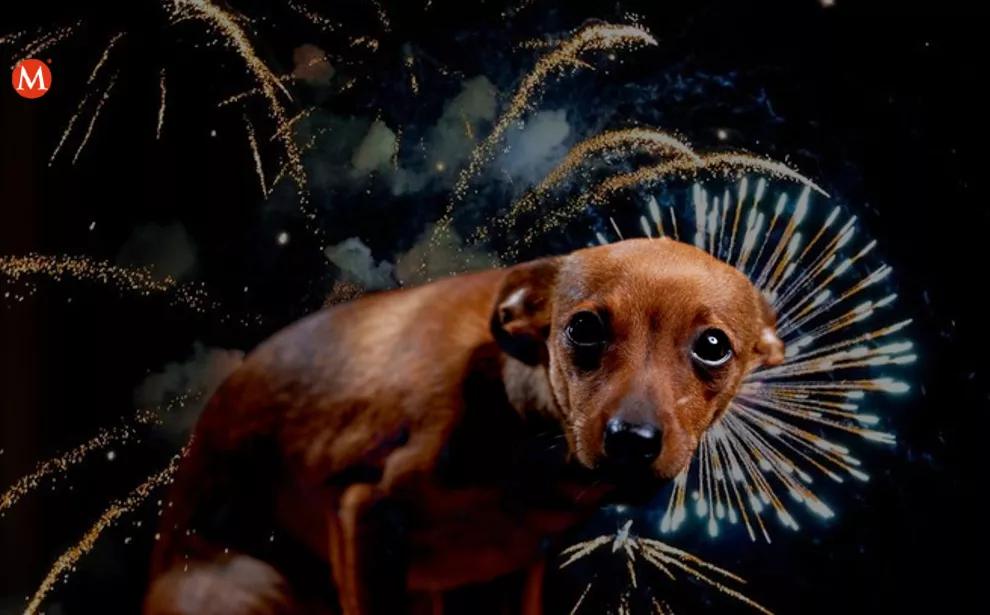 perros-temen-a-la-pirotecnia