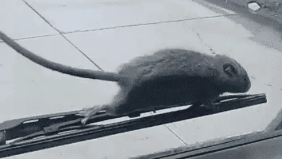rata_1.png_1734428432