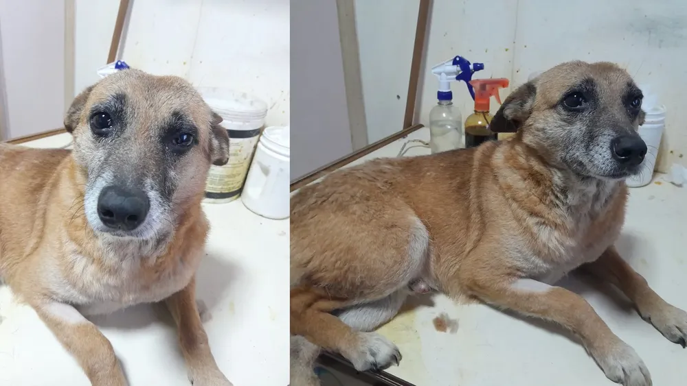 Perrito viejito en adopción