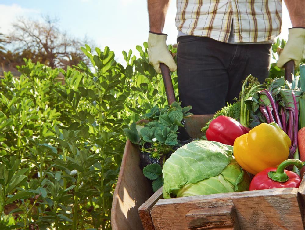 Alimentos sustentables