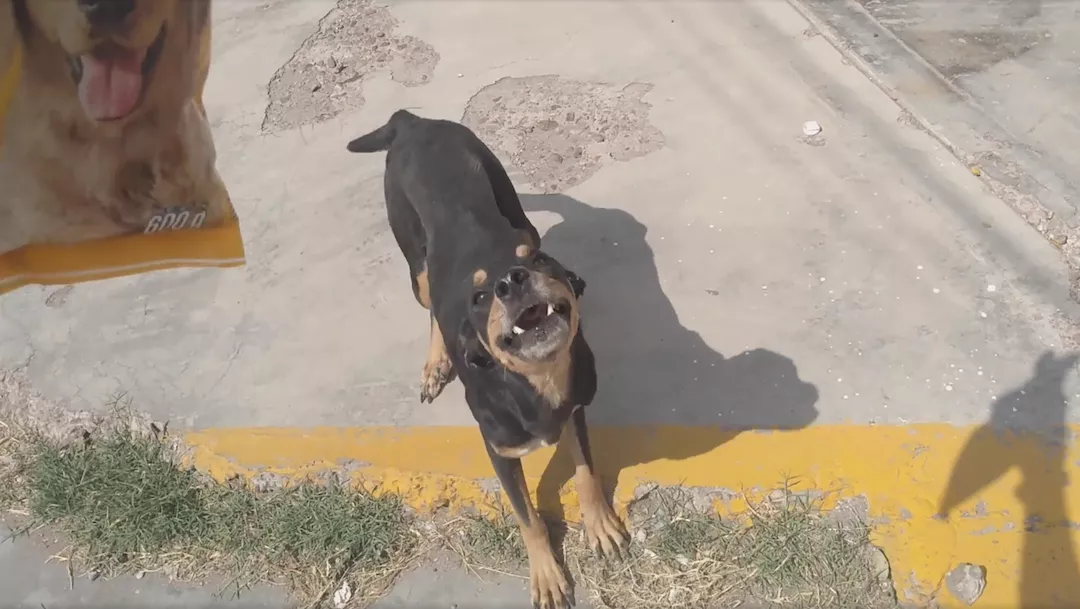 reaccion-perrito-bolsa-croquetas-1