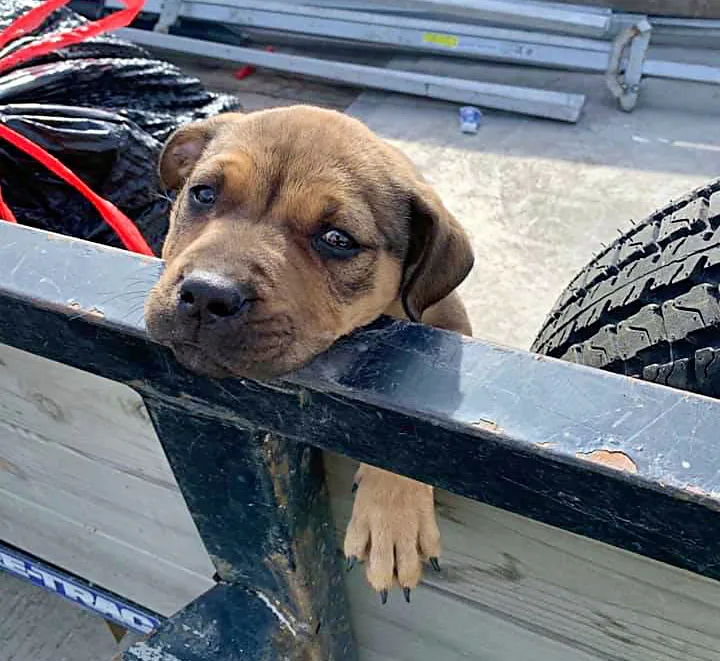 perrito rescatado de la basura