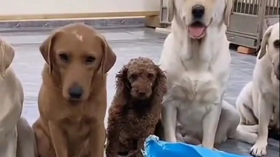 1662848170717Perritos