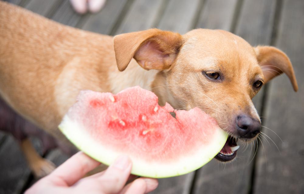 shutterstock_437785003