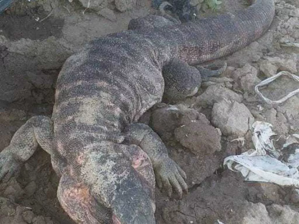 1642089170183lagarto