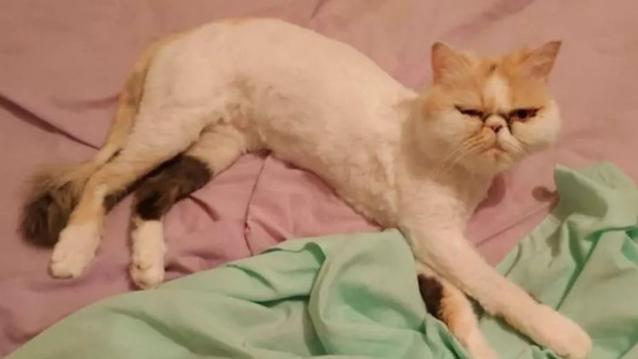 kitty