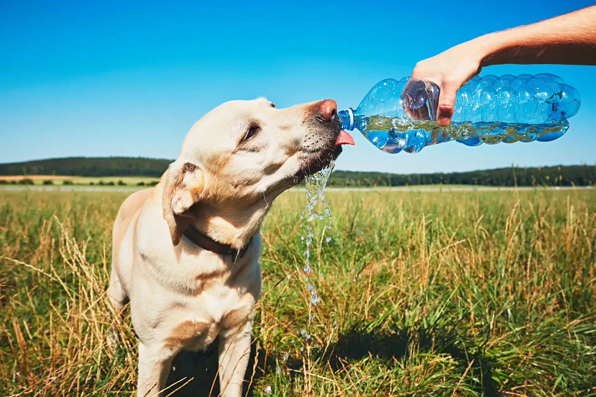 golpe_de_calor_en_perros_2